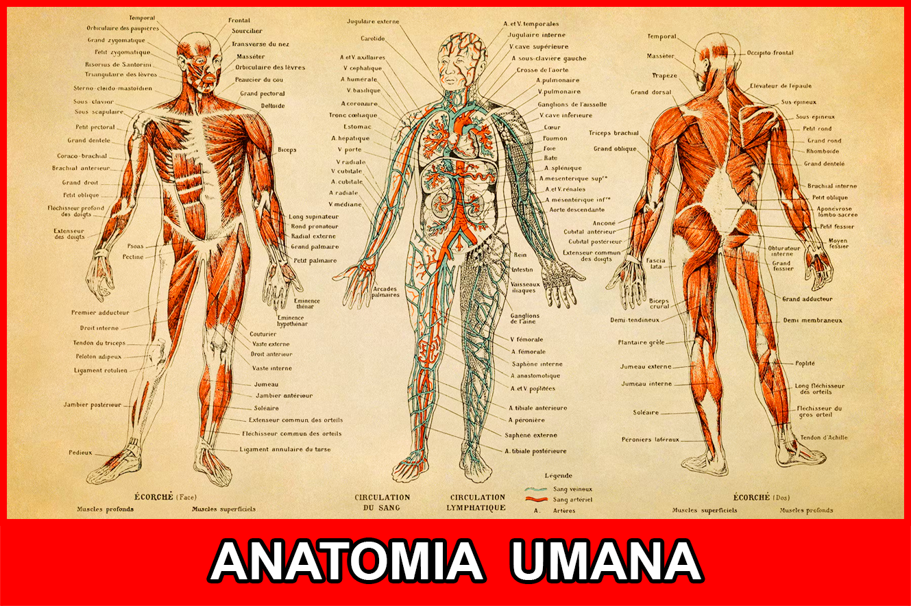 ANATOMIA UMANA